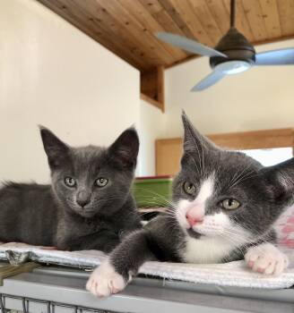 Luna & Dipper -  Russian Blue Cat for Adoption in Ventura, California - Luna & Dipper | PetCurious