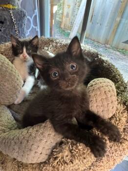 Rescue Domestic Short Hair Cats for Adoption in Danielsville, Georgia - Zachary Binks | PetCurious