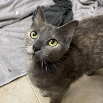 Domestic Short Hair Cats Available for Adoption - Olive | PetCurious