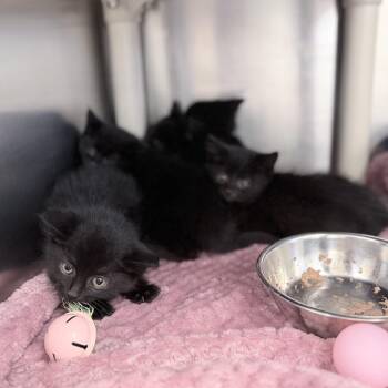 Rose -  Domestic Short Hair Cat for Adoption in Medford, Oregon - Rose | PetCurious