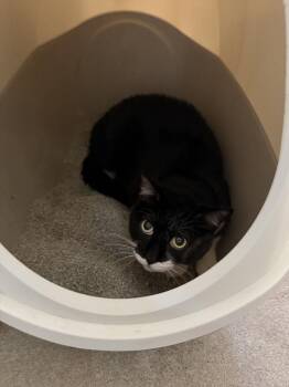 Moonpie -  Domestic Short Hair Cat for Adoption in Ontario, California - Moonpie | PetCurious