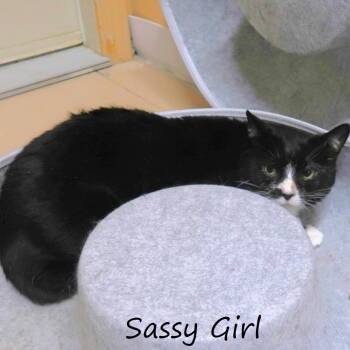 Domestic Short Hair Cats Available for Adoption - Sassy Girl | PetCurious