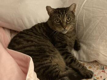 Rescue Domestic Short Hair Cats for Adoption in Brighton, New York - Sad Tabby | PetCurious