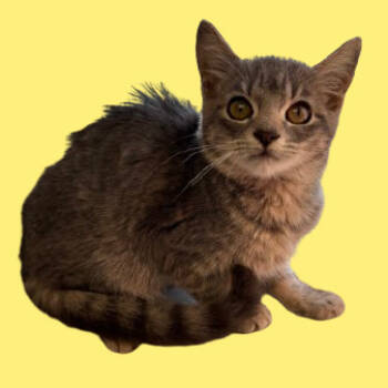 Rescue Domestic Short Hair Cats for Adoption in Tuscaloosa, Alabama - TUSC-Stray-82710_2 | PetCurious