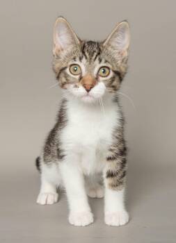 ELSIE -  Domestic Short Hair Cat for Adoption in Wyandotte, Michigan - ELSIE | PetCurious