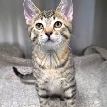Nemo -  Domestic Short Hair Cat for Adoption in Michigan City, Indiana - Nemo | PetCurious