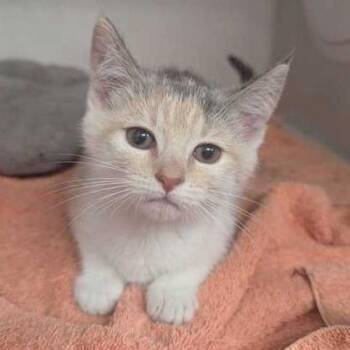 Sugar -  Domestic Short Hair Cat for Adoption in Dayton, Ohio - Sugar | PetCurious