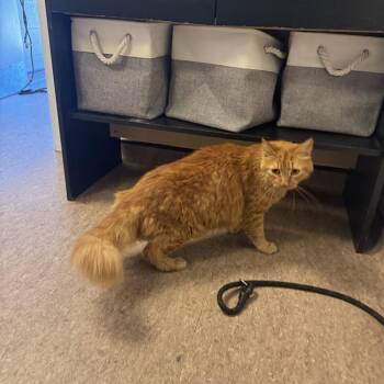 Kendo -  Domestic Long Hair Cat for Adoption in Brentwood, Missouri - Kendo | PetCurious
