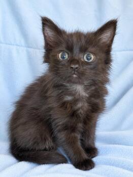 Axle -  Domestic Long Hair Cat for Adoption in Greensboro, North Carolina - Axle | PetCurious