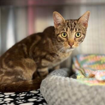 Dove -  Domestic Short Hair Cat Available for Adoption in Nashville, Indiana - Dove | PetCurious