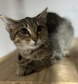 Rescue Domestic Short Hair Cats for Adoption in Clarksville, Tennessee - Maple Leaf | PetCurious