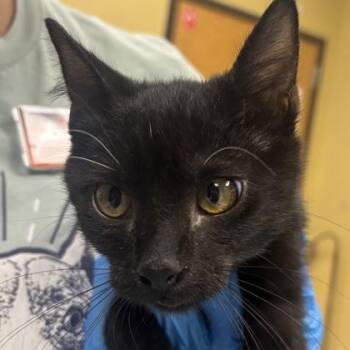 Bart -  Domestic Short Hair Cat for Adoption in Merriam, Kansas - Bart | PetCurious