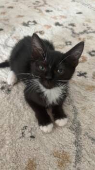 Tito -  Domestic Short Hair Cat for Adoption in Elk Grove, California - Tito | PetCurious