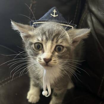 Rescue Domestic Short Hair Cats for Adoption in Santa Ana, California - Fig | PetCurious