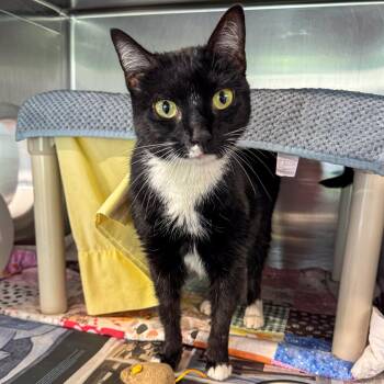 Maple -  Domestic Short Hair Cat for Adoption in Kennebunk, Maine - Maple | PetCurious