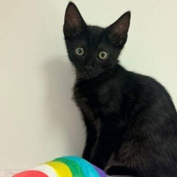 Honey Bun -  Domestic Short Hair Cat for Adoption in Long Beach, California - Honey Bun | PetCurious