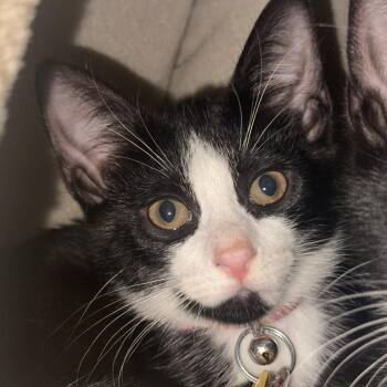 CO0496 Moschata -  Domestic Short Hair Cat for Adoption in Port Washington, New York - CO0496 Moschata | PetCurious