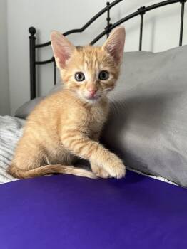Domestic Short Hair Cats Available for Adoption in Boca Raton, Florida - Mango | PetCurious