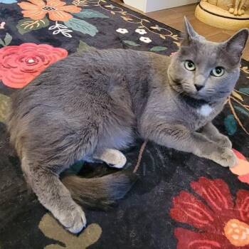 Francesca -  Domestic Short Hair Cat for Adoption in Des Moines, Iowa - Francesca | PetCurious