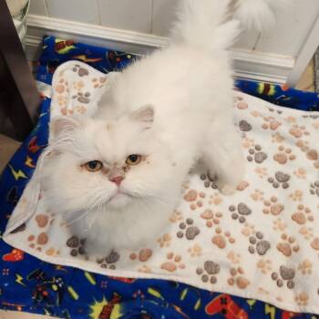 SANIL -  Ragdoll Cat for Adoption - SANIL | PetCurious