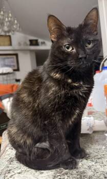 Tortoiseshell Cats Available for Adoption in Walkerville, Montana - Sylvia | PetCurious
