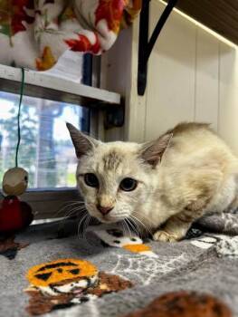 Duchess -  Domestic Short Hair and Siamese Cat for Adoption in Baton Rouge, Louisiana - Duchess | PetCurious