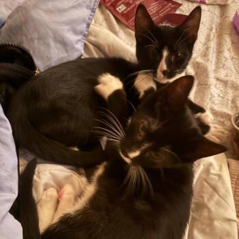 Dirt [brown collar] -  Domestic Short Hair Cat for Adoption in Baltimore, Maryland - Dirt [brown Collar] | PetCurious