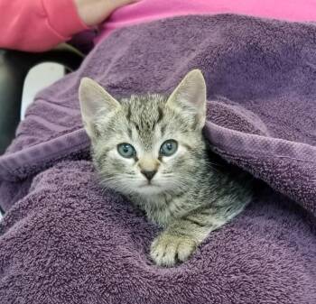 Rescue Domestic Short Hair Cats for Adoption in West Orange, New Jersey - BROWN TABBY KITTEN (cc#7176) | PetCurious