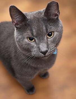 Laslo -  Domestic Short Hair Cat for Adoption in North Babylon, New York - Laslo | PetCurious