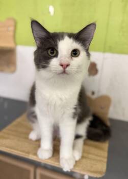 Squiggles -  Domestic Medium Hair Cat for Adoption in Lemoore, California - Squiggles | PetCurious