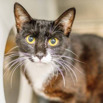 Valentino Suave -  Domestic Short Hair Cat for Adoption in Hilton Head Island, South Carolina - Valentino Suave | PetCurious