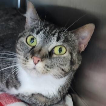 Winnie -  Domestic Short Hair Cat for Adoption in La Grange, Kentucky - Winnie | PetCurious