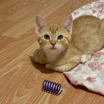 Pippin -  Domestic Short Hair Cat for Adoption in Philadelphia, Pennsylvania - Pippin | PetCurious