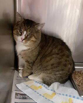 Domestic Short Hair Cats Available for Adoption - JADIS | PetCurious