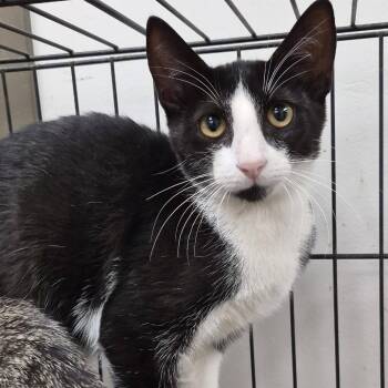 Allen -  Domestic Short Hair Cat for Adoption in Hattiesburg, Mississippi - Allen | PetCurious