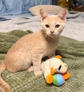A. Clay -  Tabby and Domestic Short Hair Cat for Adoption in Garner, North Carolina - A. Clay | PetCurious