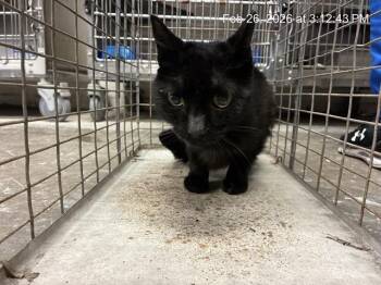 Domestic Short Hair Cats Available for Adoption - A360152 | PetCurious