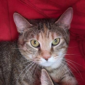 Domestic Short Hair Cats Available for Adoption - Silas | PetCurious