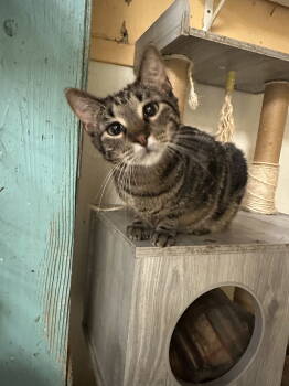 Rescue Domestic Short Hair Cats for Adoption in Jackson, Mississippi - James Taylor | PetCurious