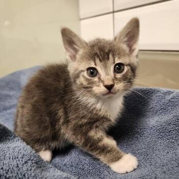 Domestic Short Hair Cats Available for Adoption in Kamloops, British Columbia - Ruby | PetCurious