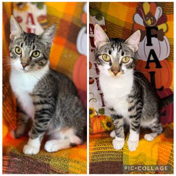 Rescue Abyssinian and American Wirehair Cats for Adoption in Mount Vernon, Illinois - Yin & Yang (Bonded Brothers) | PetCurious