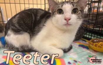 Rescue Domestic Short Hair Cats for Adoption in Douglasville, Georgia - Teeter | PetCurious