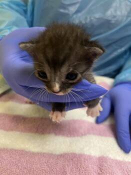 Tigris -  Domestic Short Hair Cat for Adoption in Raleigh, North Carolina - Tigris | PetCurious