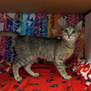 Domestic Short Hair Cats Available for Adoption - Sky | PetCurious