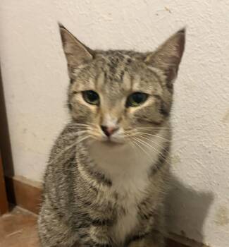 Kita -  Tabby and Tuxedo Cat for Adoption in Las Cruces, New Mexico - Kita | PetCurious