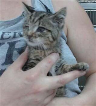 ICHIRO -  Domestic Short Hair Cat for Adoption in Salinas, California - ICHIRO | PetCurious