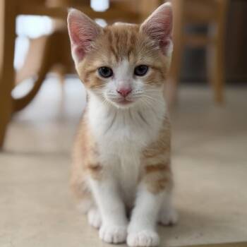 Socket -  Domestic Short Hair Cat for Adoption in York, Pennsylvania - Socket | PetCurious