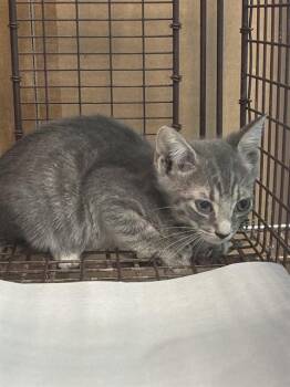 MASON -  Domestic Short Hair Cat for Adoption in Doral, Florida - MASON | PetCurious