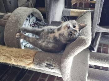 Rescue Domestic Short Hair Cats for Adoption in Greensburg, Pennsylvania - Lola | PetCurious