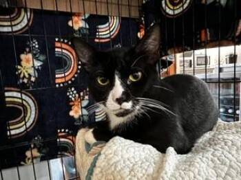 Tux -  Domestic Short Hair Cat for Adoption in St. Petersburg, Florida - Tux | PetCurious